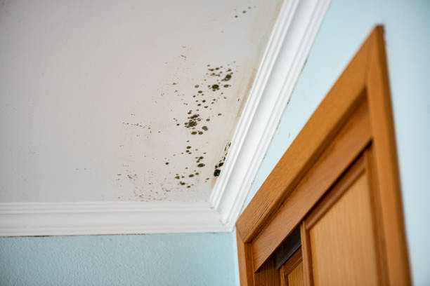 Best Fast Mold Removal  in Glen Carbon, IL