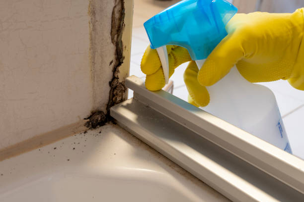 Best Local Mold Removal Service  in Glen Carbon, IL