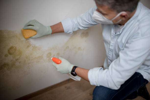 Best Mold Damage Repair  in Glen Carbon, IL
