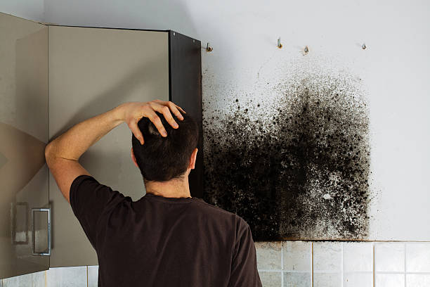Best Professional Mold Removal  in Glen Carbon, IL
