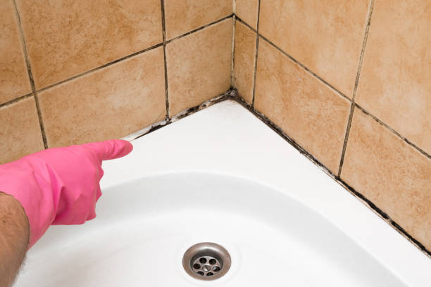 Best Mold Damage Repair  in Glen Carbon, IL